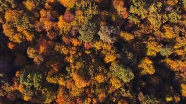 Autumn forest aerial view background taken in Kyiv, Ukraine