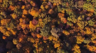 Autumn forest aerial view background taken in Kyiv, Ukraine