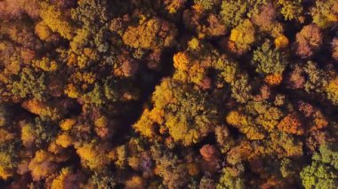 Autumn forest aerial view background taken in Kyiv, Ukraine