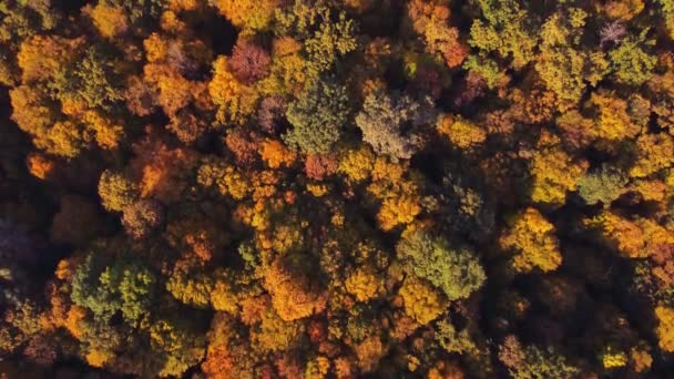 Осенний Вид Лес Воздуха Киеве Украина — стоковое видео