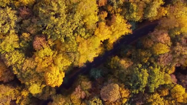 Autumn Forest Aerial View Background Taken Kyiv Ukraine — Stockvideo