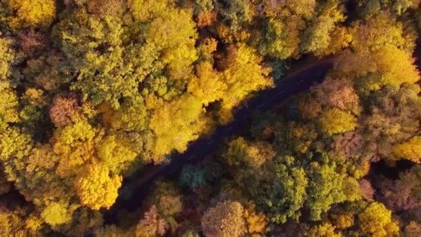Autumn Forest Aerial View Background Taken Kyiv Ukraine — Vídeo de Stock