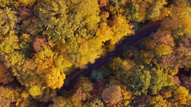 Autumn Forest Aerial View Background Taken Kyiv Ukraine — Stockvideo