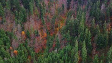 Sonbahar ormanda Karpat Dağları, Ukrayna