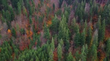 Sonbahar ormanda Karpat Dağları, Ukrayna