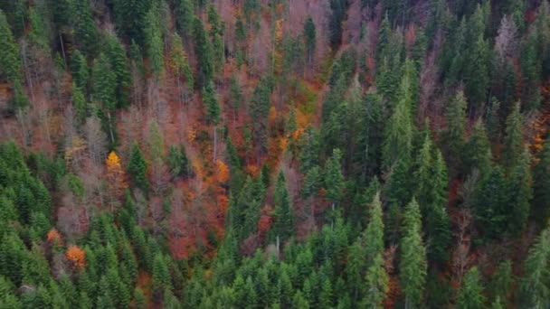 Herfst Bos Karpaten Oekraïne — Stockvideo