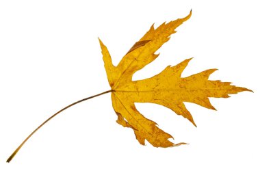 Sonbahar sarı akçaağaç yaprağı beyaza izole edilmiş.