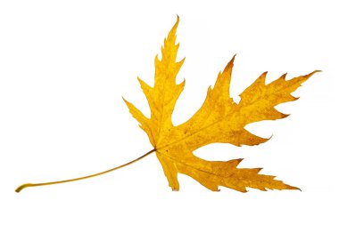 Sonbahar sarı akçaağaç yaprağı beyaza izole edilmiş.