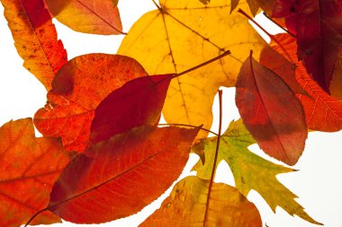 Bright autumn leaves against the light on white