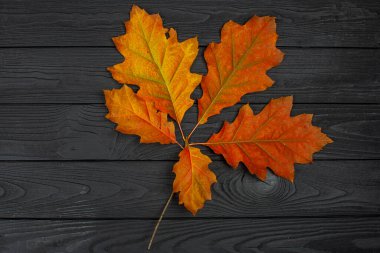 Autumn red oak leaves on the black wooden background