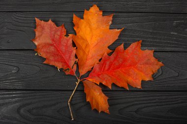 Autumn red oak leaves on the black wooden background