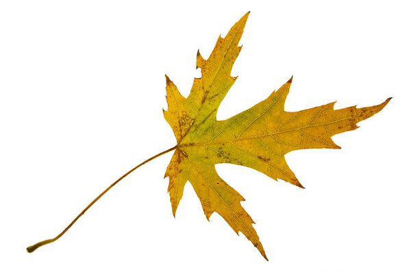 Осенний желтый кленовый лист изолирован на белом