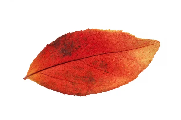 Hoja Otoño Brillante Aislado Blanco — Foto de Stock