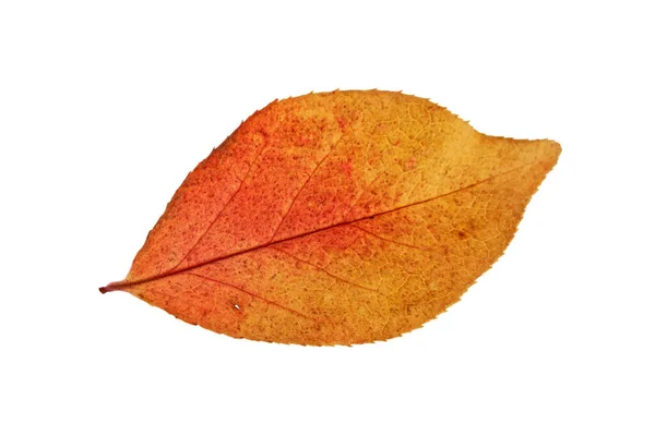 Яркий Осенний Лист Изолирован Белом — стоковое фото