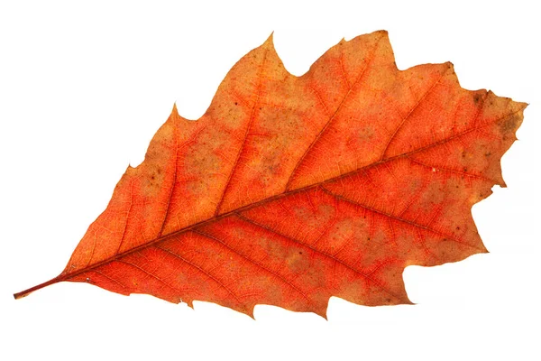 Red Autumn Oak Leaf Isolated White — Stock fotografie