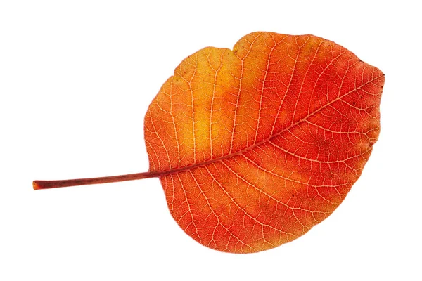 明るい秋の葉白で隔離 — ストック写真