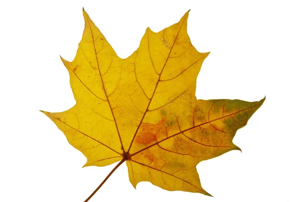 Podzimní Žlutý Javorový List Izolovaný Bílém — Stock fotografie