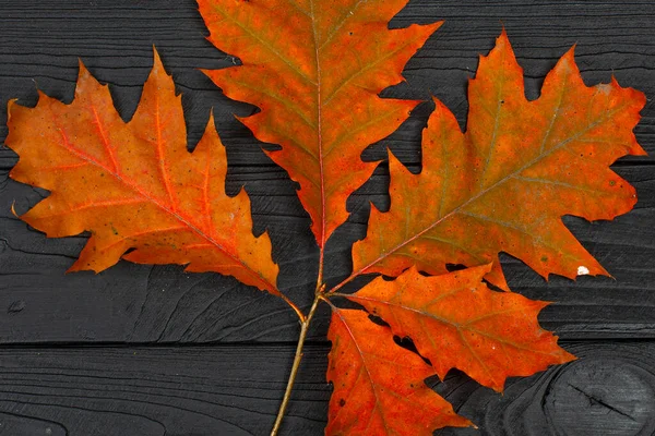 Autumn Red Oak Leaves Black Wooden Background — Fotografia de Stock