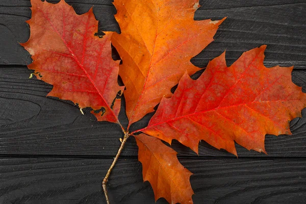 Autumn Red Oak Leaves Black Wooden Background — Fotografia de Stock