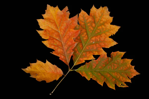 Autumn red oak leaves on the black background