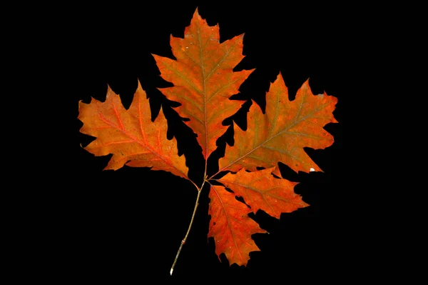 Autumn Red Oak Leaves Black Background — Zdjęcie stockowe