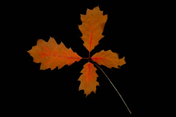 Autumn Red Oak Leaves Black Background — стоковое фото