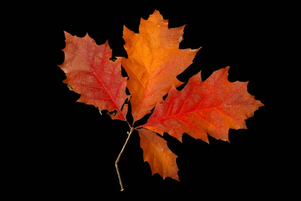 Autumn red oak leaves on the black background