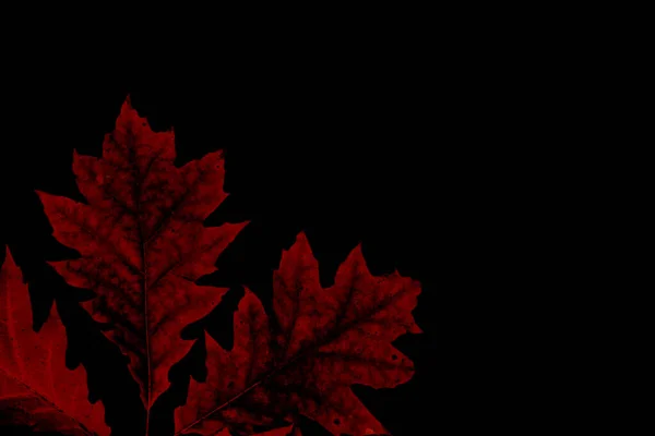 Autumn Red Oak Leaves Black Background — Zdjęcie stockowe