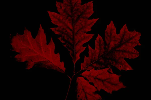 Autumn red oak leaves on the black background