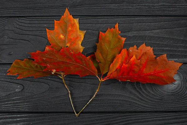 Autumn Red Oak Leaves Black Wooden Background — Stock Photo, Image
