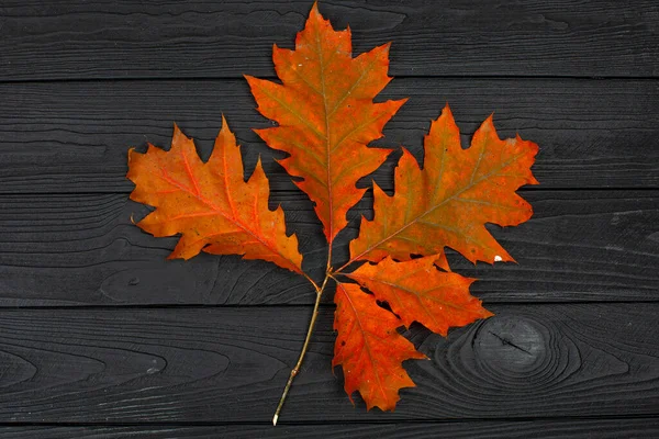 Autumn Red Oak Leaves Black Wooden Background — Photo