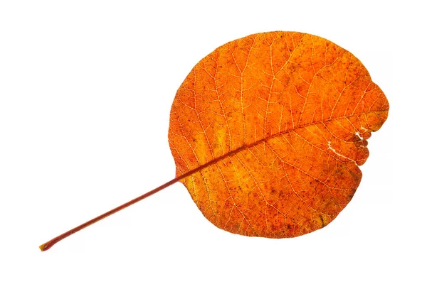 Hoja Otoño Brillante Aislado Blanco — Foto de Stock