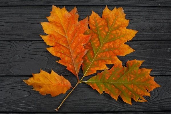 Autumn red oak leaves on the black wooden background