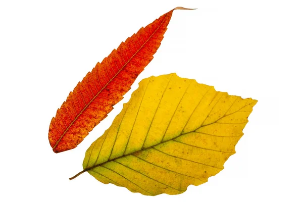 Яркий Осенний Лист Изолирован Белом — стоковое фото