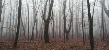 Sonbaharın sonlarında sisli sabah ormanı