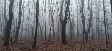 Sonbaharın sonlarında sisli sabah ormanı