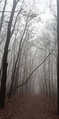 Sonbaharın sonlarında sisli sabah ormanı