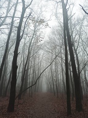 Sonbaharın sonlarında sisli sabah ormanı