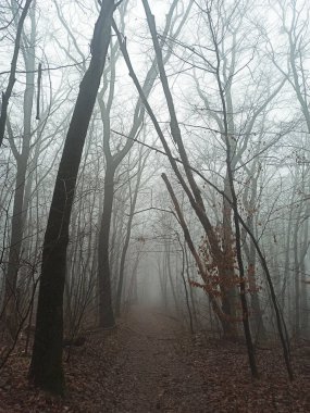 Sonbaharın sonlarında sisli sabah ormanı