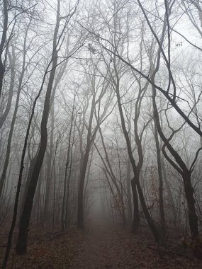Sonbaharın sonlarında sisli sabah ormanı