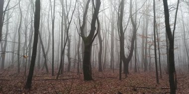 Sonbaharın sonlarında sisli sabah ormanı