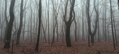 Sonbaharın sonlarında sisli sabah ormanı