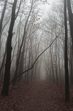 Sonbaharın sonlarında sisli sabah ormanı