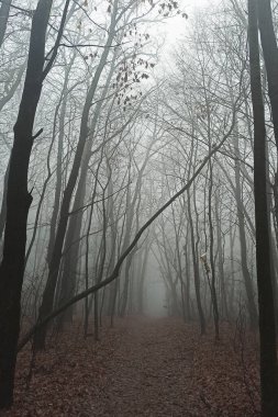 Sonbaharın sonlarında sisli sabah ormanı