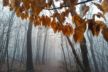 Sonbaharın sonlarında sisli sabah ormanı