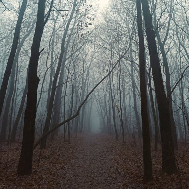 Sonbaharın sonlarında sisli sabah ormanı