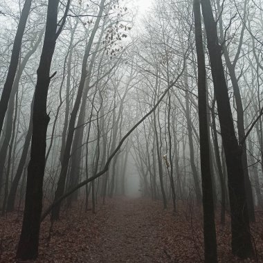 Sonbaharın sonlarında sisli sabah ormanı