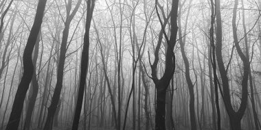 Sonbaharın sonlarında sisli sabah ormanı