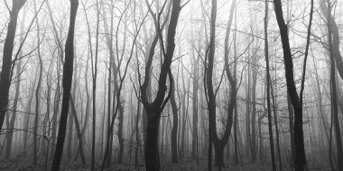 Sonbaharın sonlarında sisli sabah ormanı