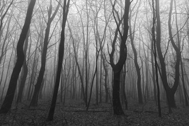 Sonbaharın sonlarında sisli sabah ormanı